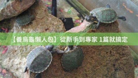 水龜|【養烏龜懶人包】：從新手到專家，1篇就搞定